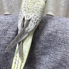 オカメインコお迎えされました(有償)