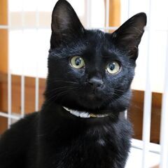 【くろと】♂推定2023年10月生まれ の画像