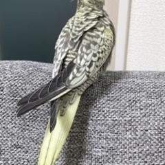 オカメインコお迎えされました(有償)パール　