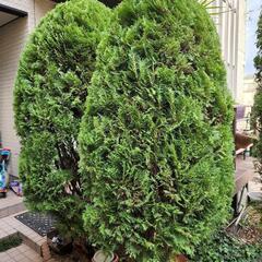 個人邸・植木剪定 - 八潮市