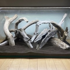アクアリウムの定期メンテナンス、設置うけたまわります🐟🐠