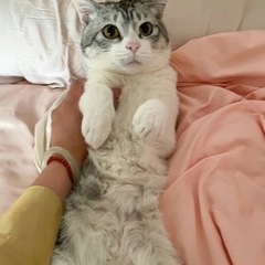 環境の変化に敏感な猫。