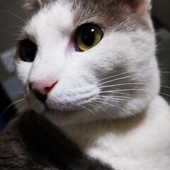 灰白 成猫 メス(避妊済) 右手障害有