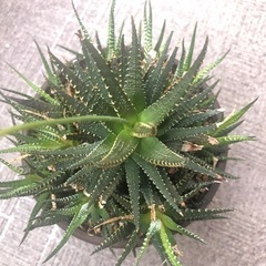 多肉植物 ハオルシア 十二の巻 （1/31まで）の画像