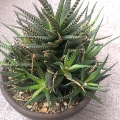 多肉植物 ハオルシア 十二の巻 （1/31まで）の画像