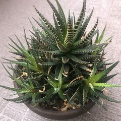 多肉植物 ハオルシア 十二の巻 （1/31まで）の画像