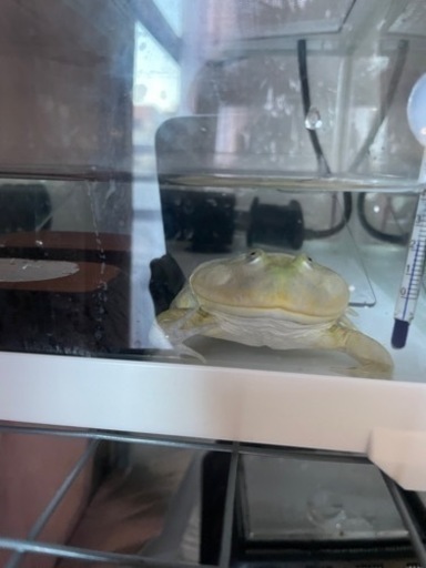 バジェットガエル飼育セット