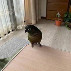おしゃべり好き❤️ウロコインコ🦜