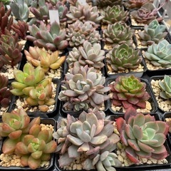 元気な多肉植物 苗 ①