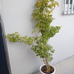 京都での手渡しのみ　ポリシャス10号　約180cm　現品販売　近畿はお届けも可 京都での手渡しのみ ポリシャス10号 約180cm 現品販売 近畿はお