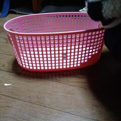 新品　カゴ