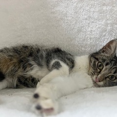 6ヶ月のメス猫ちゃん里親大募集