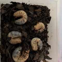カブトムシ幼虫　大サイズ