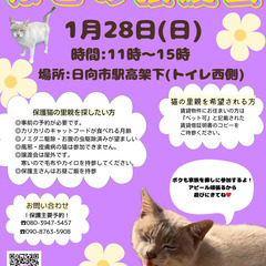 -ねこの譲渡会-♡ねこ縁結びの会♡
