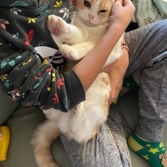 スコティッシュフォールドのパパママから産まれた子です