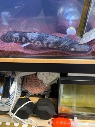 ポリプテルス　3匹セット　引き取り