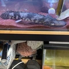 ポリプテルス　3匹セット　引き取り