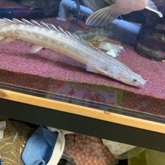 ポリプテルス　3匹セット　引き取りの画像