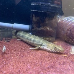 ポリプテルス　3匹セット　引き取りの画像