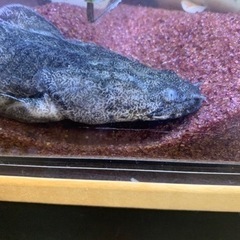 ポリプテルス　3匹セット　引き取りの画像