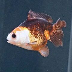 大きめの金魚３匹