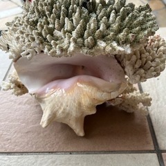 サンゴ置物　ダイニチ加湿器　ポット　お取引中