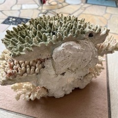 サンゴ置物　ダイニチ加湿器　ポット　お取引中の画像