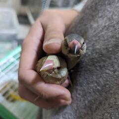 文鳥