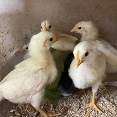 いろいろなニワトリのヒナ販売してます！ − 大分県
