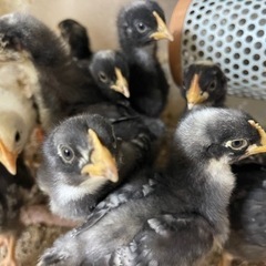 いろいろなニワトリのヒナ販売してます！ - ペット