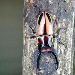 外国産クワガタ　ファブリース、ギラファ、パラワンの画像