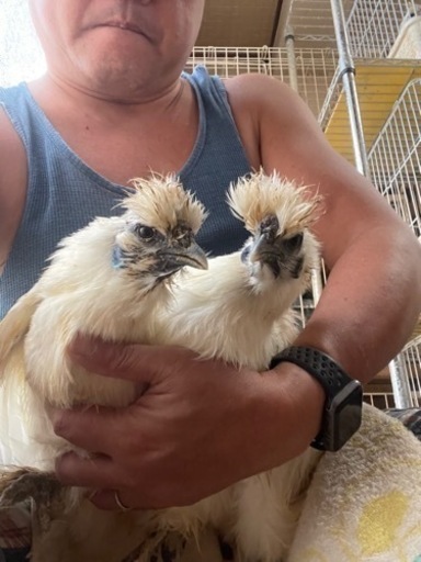 鶏と人 🐔初対面です にわとり 【鶏 オムツ 鳥 おむつ ペット ニワトリ