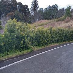 槙の生垣　差し上げますの画像