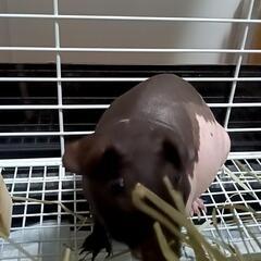 タロットさんから、【ペットちゃんの声をお伝え】します。 − 埼玉県