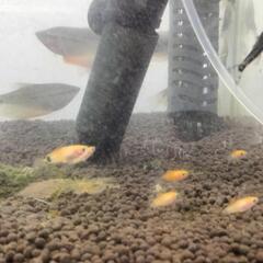 ミッキーマウスプラティー稚魚の画像