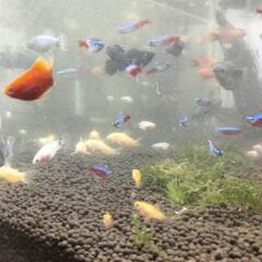 ミッキーマウスプラティー稚魚の画像