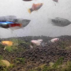 ミッキーマウスプラティー稚魚の画像