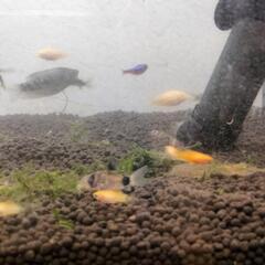 ミッキーマウスプラティー稚魚の画像