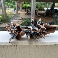 タビビトノキの画像