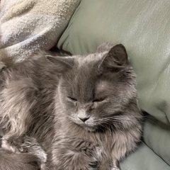 MIX猫