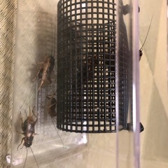 コオロギです。