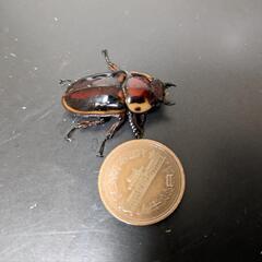 ファブリースタカクワイのメス