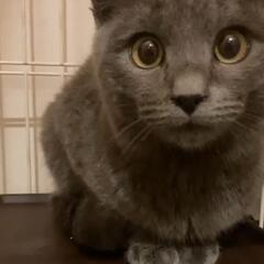 「トライアル決定」美猫❤グリムJrくん家族募集！