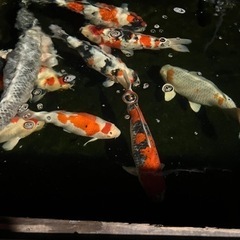 錦鯉