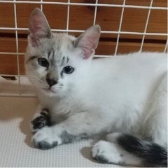 お家が決まりました！ありがとうございました【子猫】の里親さん募集...