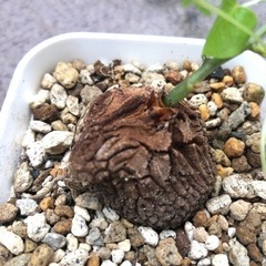 亀甲竜  ・ディオスコレア No.1の画像