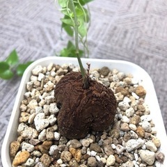 亀甲竜  ・ディオスコレア No.3の画像