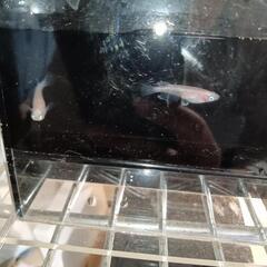 雲州紅白体外光の中に現れた白色個体　5匹　1000円の画像