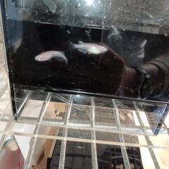 雲州紅白体外光の中に現れた白色個体　5匹　1000円