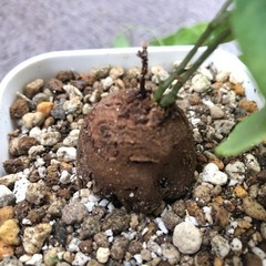 亀甲竜・ディオスコレア No.4の画像